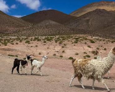 Atacama Wüste – 16 spannende Orte für dein Wüstenabenteuer
