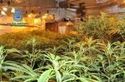 Illegale Marihuana-Plantage in Porto Cristo ausgehoben