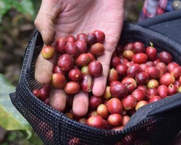 Luxusgut Kaffee