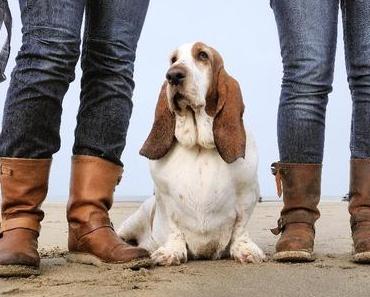 Holland mit Hund