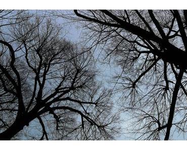 Foto: Baumkronen ohne Blätter