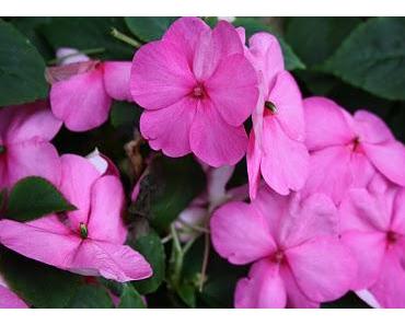 Träume werden gar nicht so selten wahr!