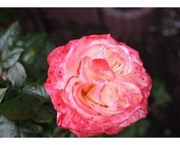 Die Wahrheit kann man nicht kaufen