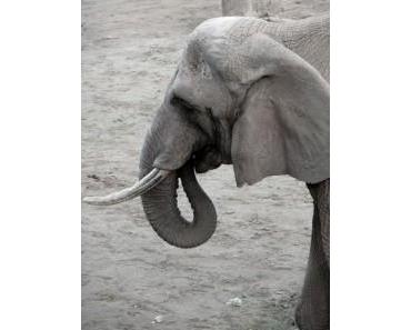 Gurken für die Elefanten im Zoo – wegen EHEC