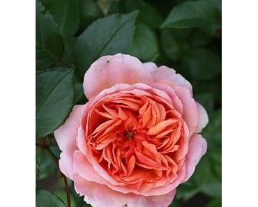 Ziele machen das Leben viel interessanter!