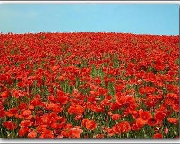 wallpaper-1689754