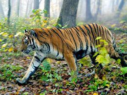 Holzkonzern bedroht Tigerlebensraum in Russland