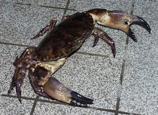 Sei kein Krebs, gönn den Anderen die Freiheit!