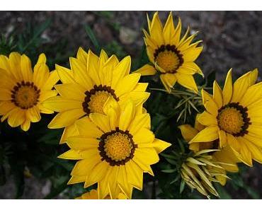 Als die Disziplin Urlaub machte - Ob das so richtig ist?