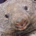 Mega-Wombat in Australien ausgegraben
