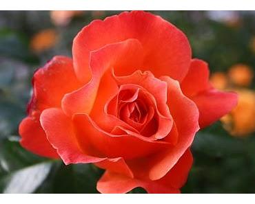 Lasst uns liebevoller mit der Liebe umgehen!