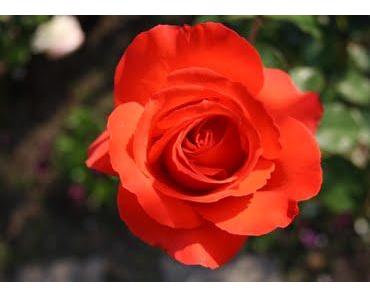 Geh deinen Weg ohne Eile und Hast