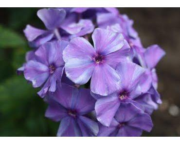 Ich denke manchmal, ich bin behindert und das ist auch gut so!