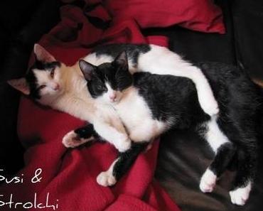 Susi & Strolchi suchen dringend Pflege- oder Endstelle!