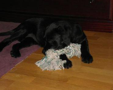 Wenn die Pfoten irgendwie noch nicht dazugehören…