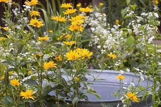 Sommergarten