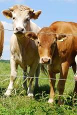 Nachhaltigkeit fördern mit grünen Tipps (Teil 2)