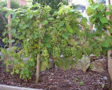 Wein im Garten im August ( Wein im Sommer)