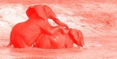 Panik: Totale Desexualisierung