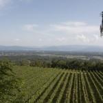 Durch Weinberge wandern