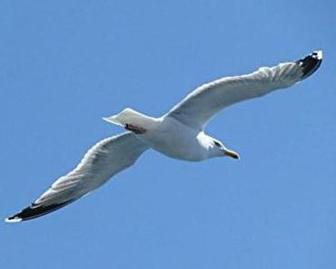 Wo gehobelt wird, da fallen Späne