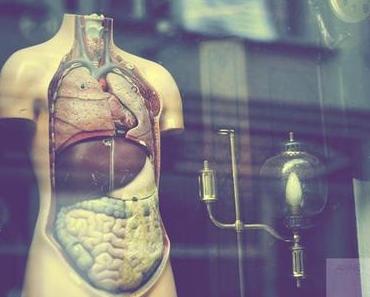 Anatomie.