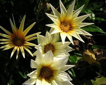 Ich bin reif für die Insel!