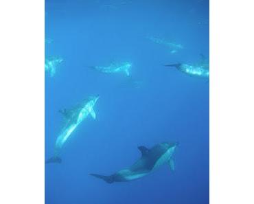 travel-to-nature unterstützt die Gesellschaft zur Rettung der Delfine