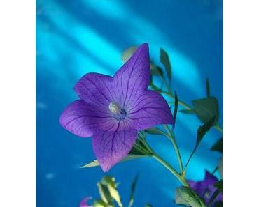 Handele anders, kaufe wohlüberlegt ein!