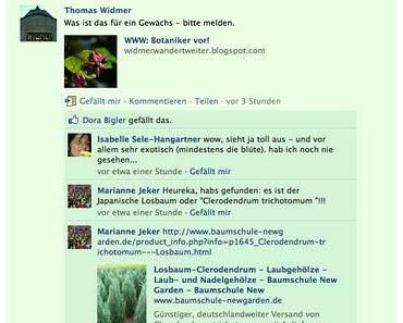 Surowiecki und Clerodendrum