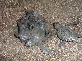 Schildkröten-Zeit in Nicaragua