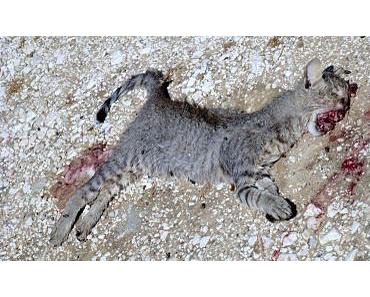 Blutspielzeug der Autolobby