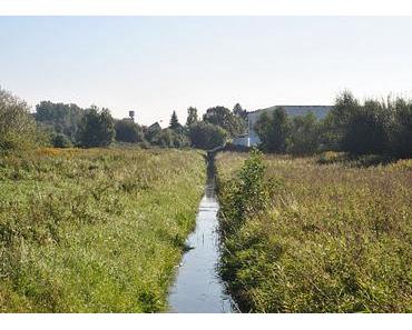 Mach es wie der Löwenzahn!