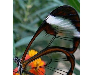 Du bist ein einziges Wunder!