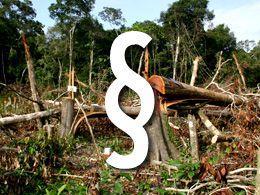 Regenwald bedroht: Brasilianischer Senat berät über neues Waldgesetz
