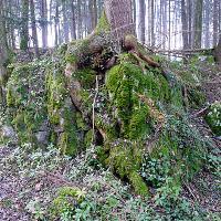 Kleine Urschweizer Waldkunde