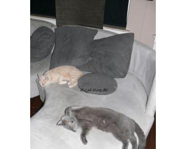 Buchzitat: Katze fürs Leben