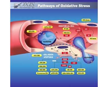 Oxidativer Stress harmloser als gedacht