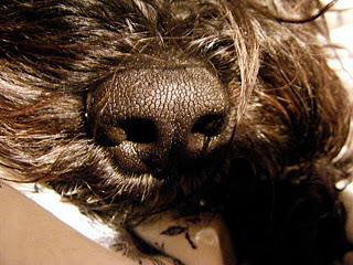 Nasenarbeit für Hunde die an der Leine bleiben müssen