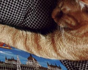 Willi möchte auch nach Budapest ;)Heute ist im Bett liege...