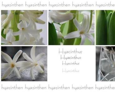 Hyacinthus - Hyazinthen