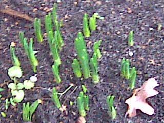 Frühlingsboten im Januar