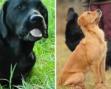 All about Retriever…
