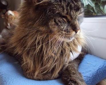 Pascha, Eulenpapa, Sweety …