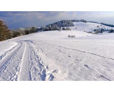 Falabellas im Frost