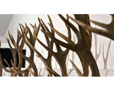 Trophäenschau Ger. Bez. Mariazell Jagdjahr 2011/2012