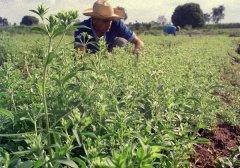 Stevia Verbraucher in Europa dürfen sich freuen
