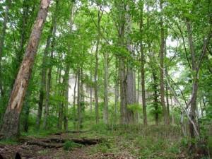 Forstgeschäfte: Chinesen kaufen in Deutschland ganze Wälder