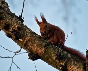Eichhörnchen