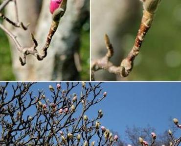 Immer der Sonne nach